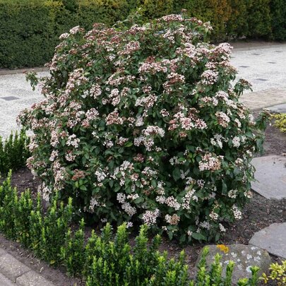 01 Viburnum tinus ‘Eva Price‘