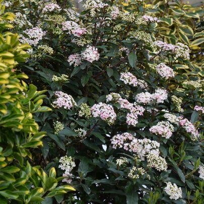 02 Viburnum tinus ‘Eva Price‘