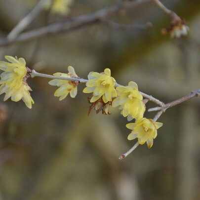 03 Chimonanthus