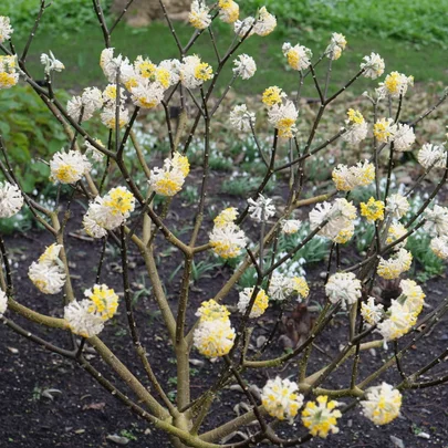 04 Edgeworthia chrysantha