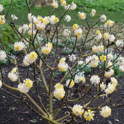 04 Edgeworthia chrysantha