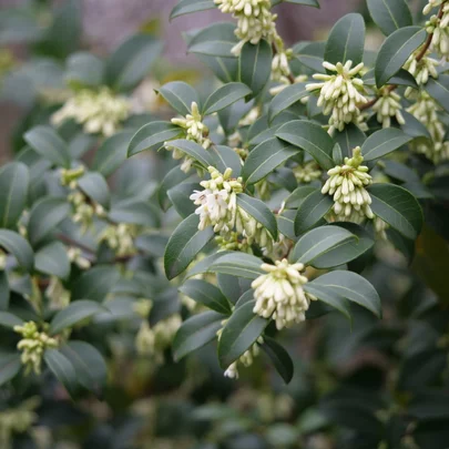 06 Sarcococca