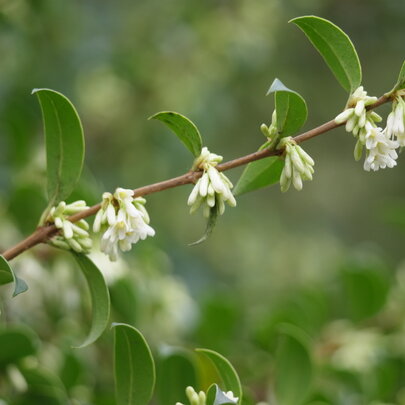 07 Sarcococca