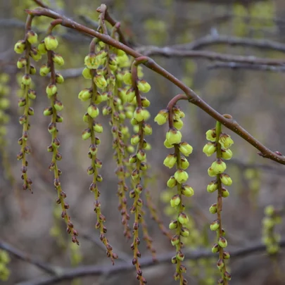 08 Stachyurus praecox