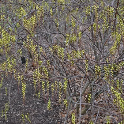09 Stachyurus praecox