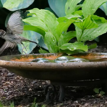 (Malé) vodné prvky v záhrade