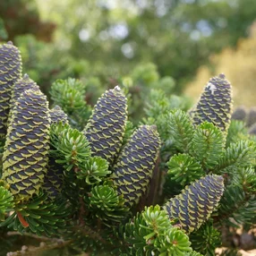 Abies koreana