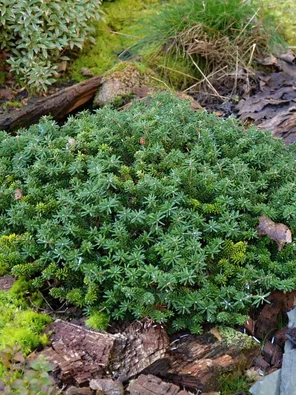 Abies koreana Brilant