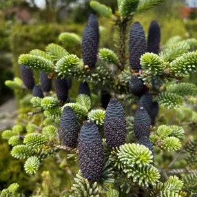 Abies koreana