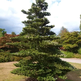 Abies koreana