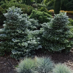Abies koreana Kohout´s Icebreaker