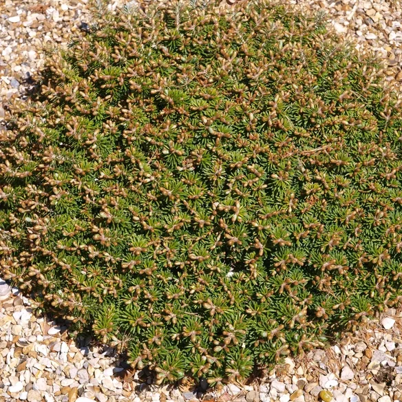Abies koreana ´Kristallkugel´