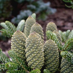 Abies koreana ‘Silberlocke‘