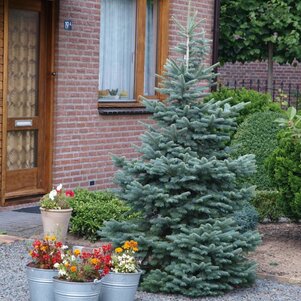 Abies lasiocarpa ‘Compacta‘ 2