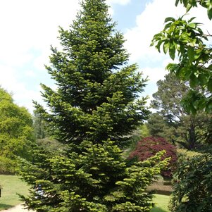 Abies nordmaniana