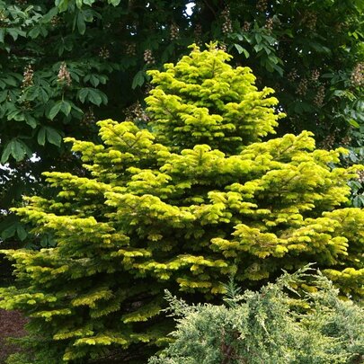 Abies nordmanniana ´Golden Spreader´