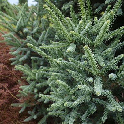 Abies pinsapo ‘Glauca‘