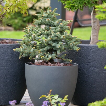 Abies pinsapo ‘Horstmann‘