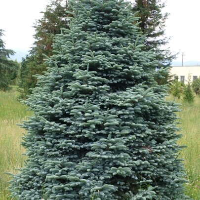 Abies procera ‘Glauca‘