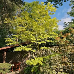 Acer japonicum ‘Jordan‘