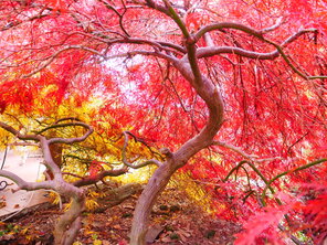 Acer palmatum ‘Dissectum Garnet‘