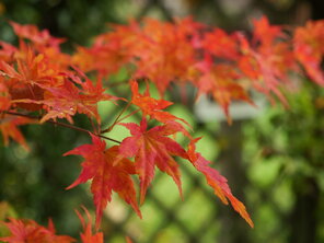Acer palmatum ‘Dissectum Garnet‘
