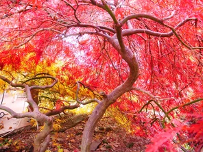 Acer palmatum ‘Dissectum Garnet‘