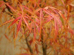 Acer palmatum ‘Koto-no-ito‘