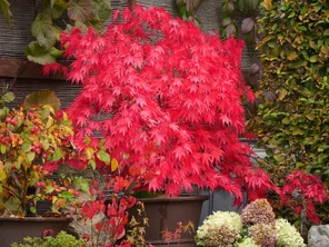 Acer palmatum ‘Nicholsonii‘