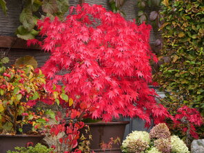 Acer palmatum ‘Nicholsonii‘