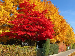 Acer palmatum ‘Osakazuki‘