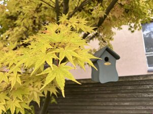 Acer palmatum Sangokaku