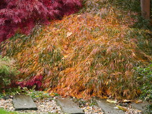Acer palmatum ‘Spring Delight‘