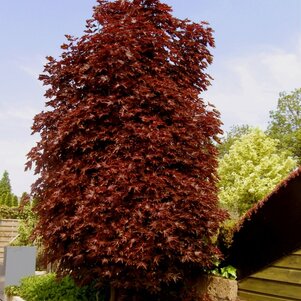 Acer plat. Crimson Centry