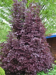 Acer plat. Crimson Centry z