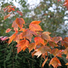 Acer rubrum