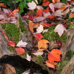 Acer rubrum detail