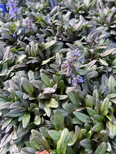 Ajuga Chocolate Chip