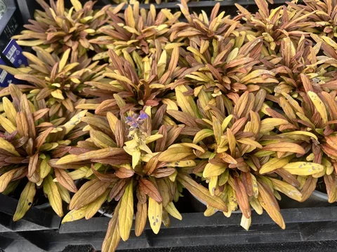 Ajuga Fancy Finch Ajuga Fancy Finch