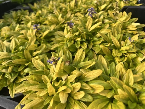 Ajuga Golden Glow Ajuga Golden Glow