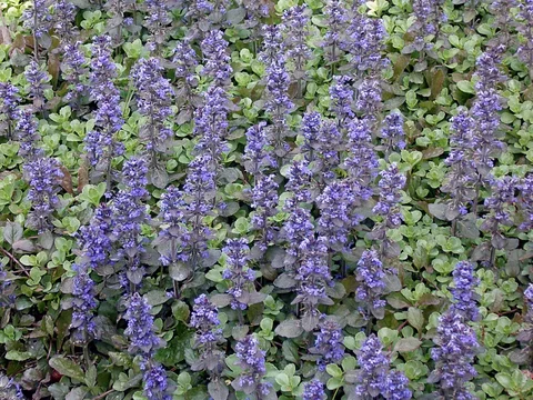 Ajuga reptans ‘Atropurpurea‘ Ajuga reptans ‘Atropurpurea‘
