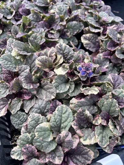Ajuga reptans ‘Burgundy Glow‘ 2