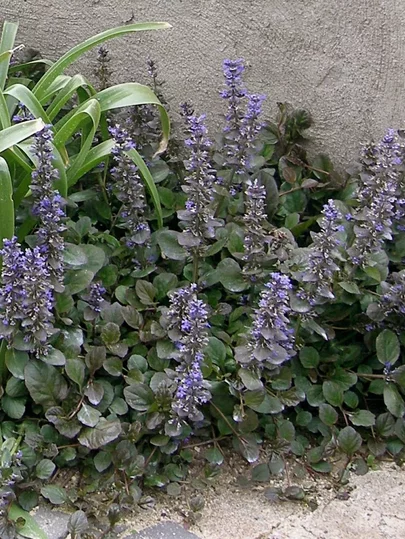 Ajuga reptans ‘Catlin‘s Giant‘