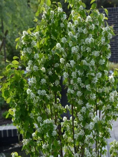 Amelanchier ‘Obelisk‘ z