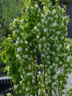 Amelanchier ‘Obelisk‘ z