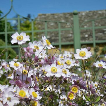 Anemone hupehensis – veternica