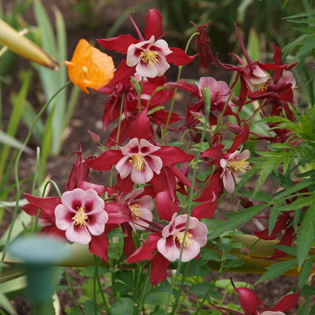 Aquilegia flabellata Georgia