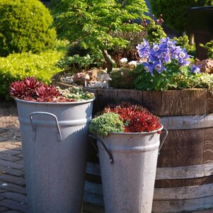Aquilegia flabellata Pumila