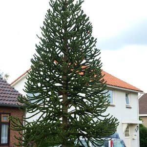 Araucaria araucana