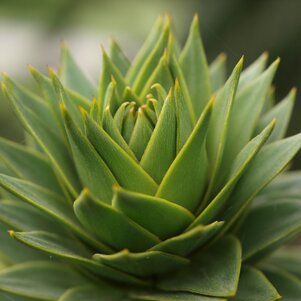 Araucaria araucana detail